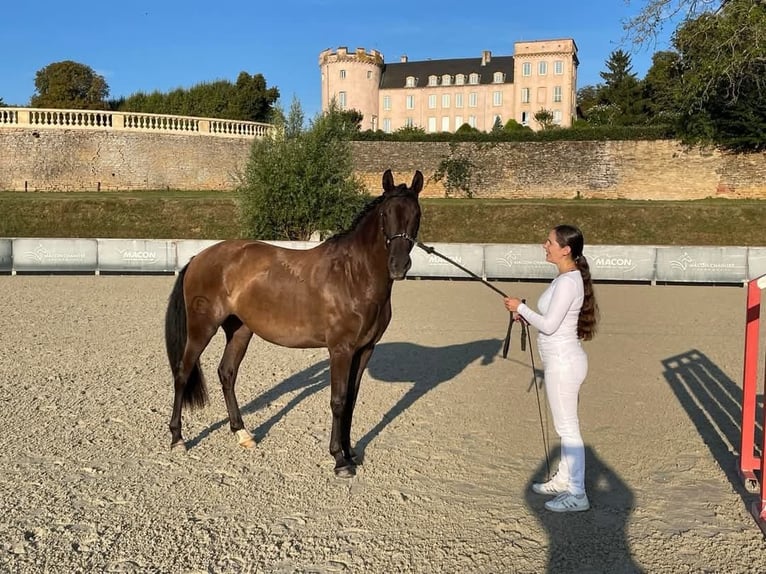 Lusitano Klacz 5 lat 158 cm Kara in Nancy