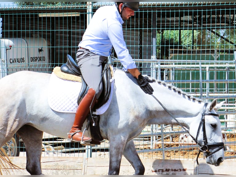 Lusitano Klacz 5 lat 158 cm Kasztanowatodereszowata in Silves