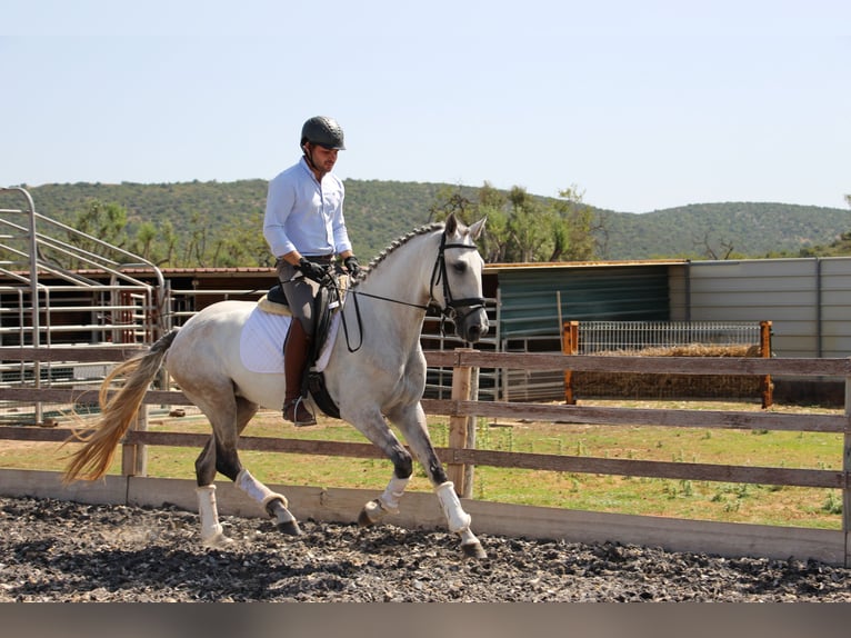 Lusitano Klacz 5 lat 158 cm Kasztanowatodereszowata in Silves