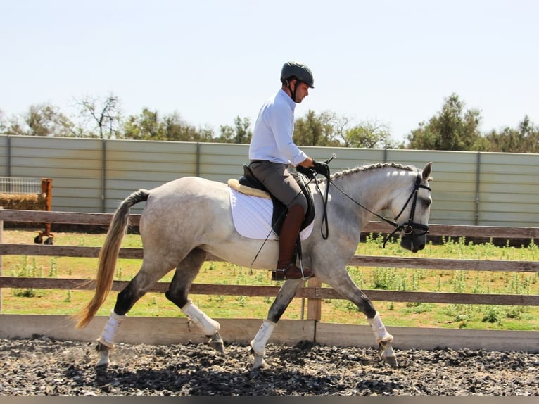 Lusitano Klacz 5 lat 158 cm Siwa jabłkowita in Silves