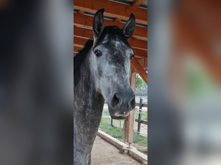 Lusitano Klacz 5 lat 159 cm  in Weinburg