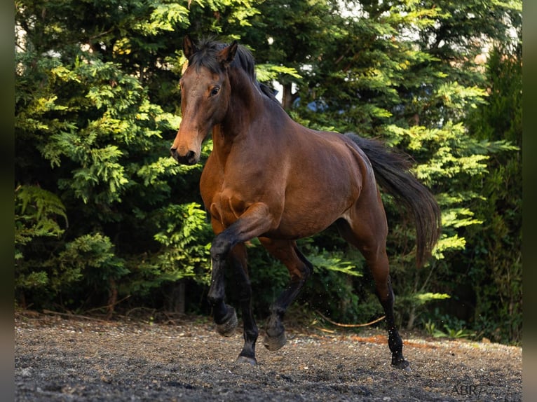 Lusitano Klacz 5 lat 160 cm Gniada in Nogueira da Regedoura
