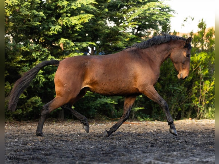 Lusitano Klacz 5 lat 160 cm Gniada in Nogueira da Regedoura