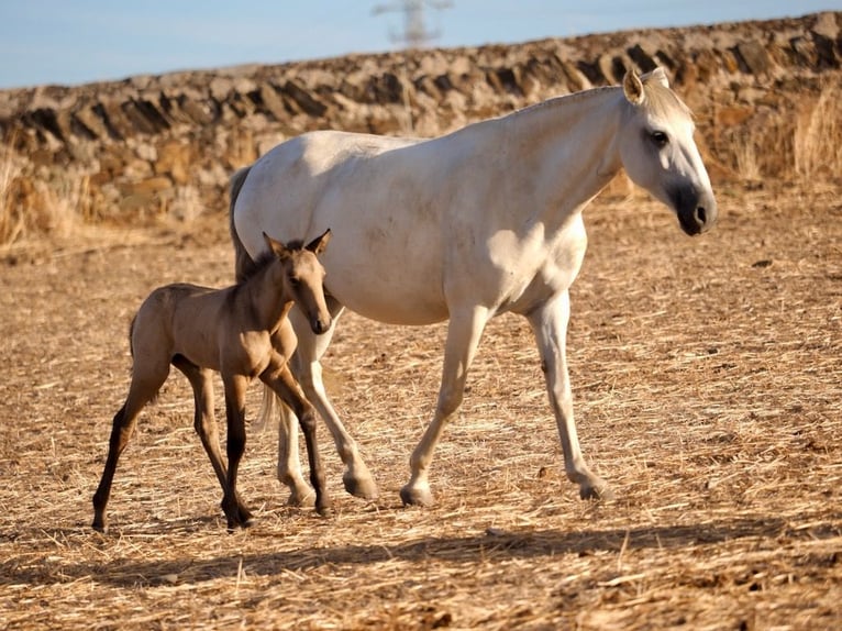 Lusitano Klacz 5 lat 160 cm Siwa in Navas Del Madroño