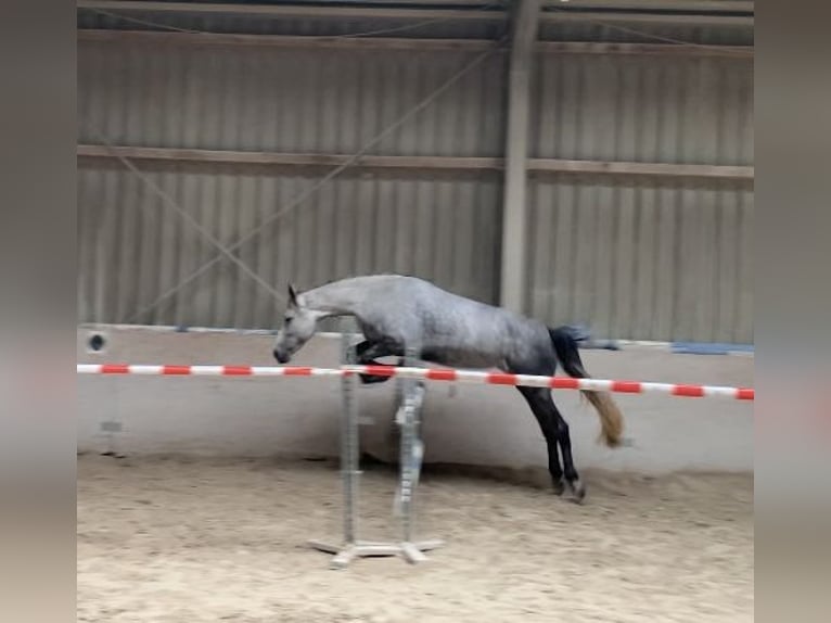 Lusitano Mix Klacz 5 lat 160 cm Stalowosiwy in W&#xFC;rzburg
