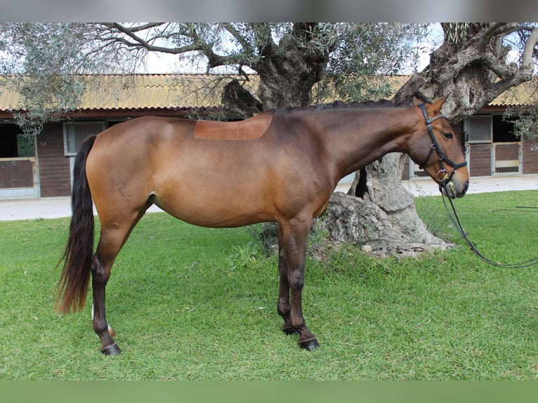 Lusitano Klacz 5 lat 161 cm Gniada in Xabia/Javea