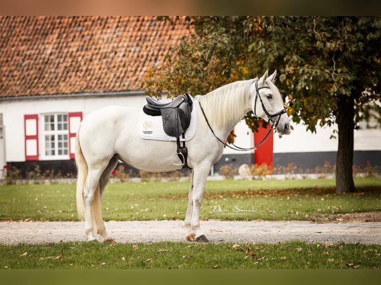 Lusitano Klacz 5 lat 161 cm Siwa in Blankenberge