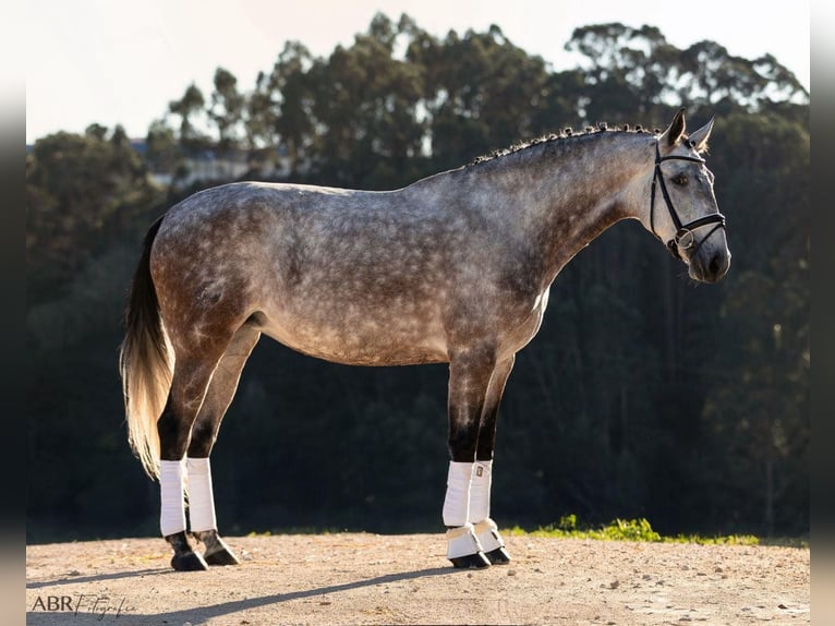 Lusitano Klacz 5 lat 166 cm Siwa in Lisboa