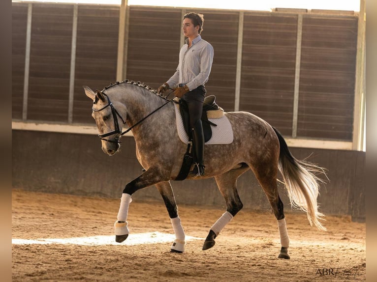 Lusitano Klacz 5 lat 166 cm Siwa in Lisboa