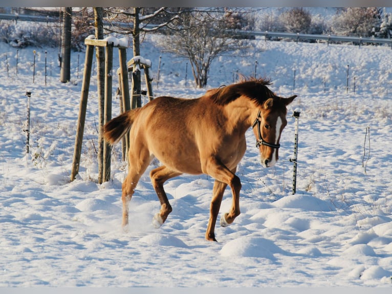 Lusitano Klacz 6 lat 152 cm Bułana in Fuchstal