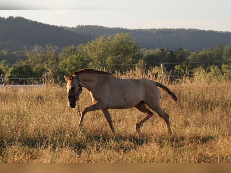 Lusitano Klacz 6 lat 152 cm Bułana in Fuchstal