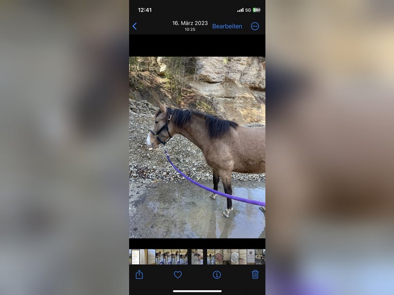 Lusitano Klacz 6 lat 152 cm Bułana in Feldkirchen bei Mattighofen