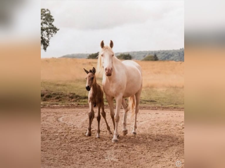 Lusitano Klacz 6 lat 153 cm Perlino in Nijverdal