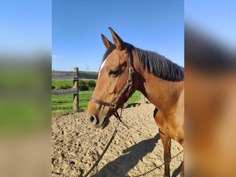 Lusitano Mix Klacz 6 lat 155 cm Gniada in Dalheim