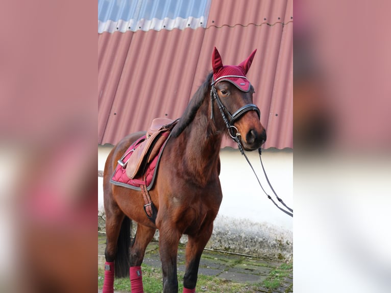 Lusitano Klacz 6 lat 155 cm Gniada in Lollar
