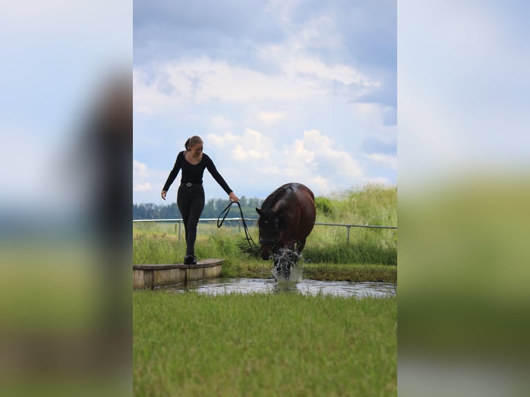 Lusitano Klacz 6 lat 155 cm Gniada in Lollar