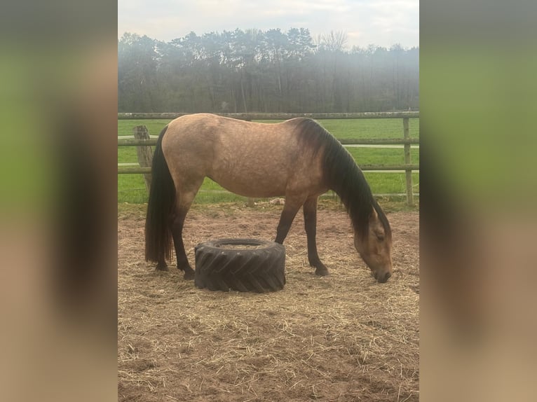 Lusitano Klacz 6 lat 155 cm Jelenia in Kakenstorf