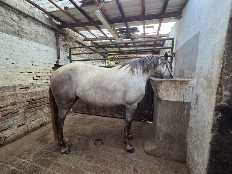 Lusitano Klacz 6 lat 155 cm in Bergisch Gladbach