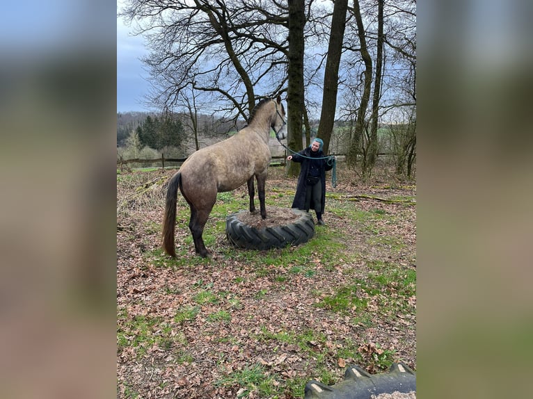 Lusitano Klacz 6 lat 155 cm in Bergisch Gladbach