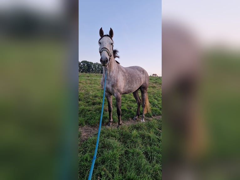 Lusitano Klacz 6 lat 155 cm in Bergisch Gladbach