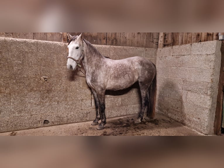 Lusitano Klacz 6 lat 155 cm in Bergisch Gladbach