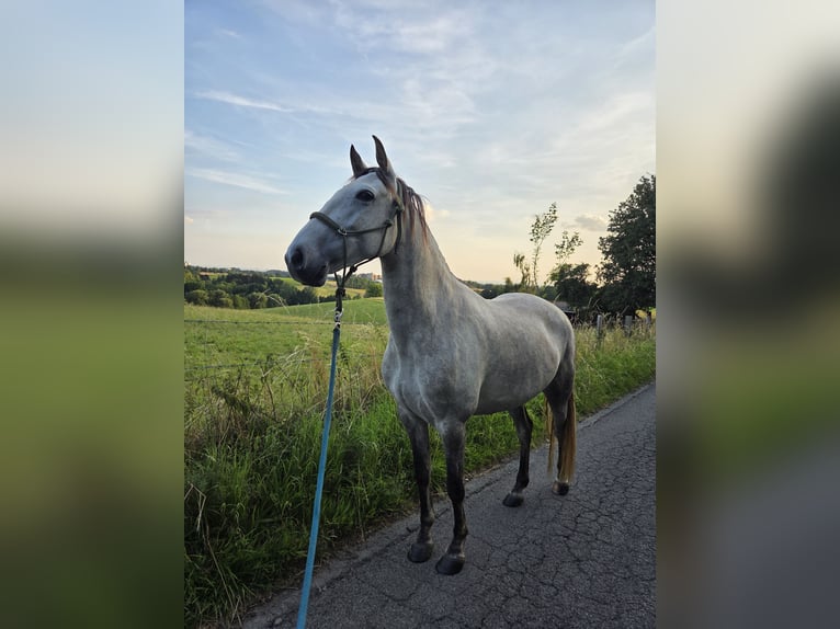 Lusitano Klacz 6 lat 155 cm in Bergisch Gladbach