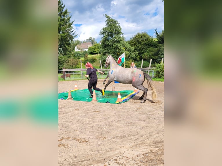 Lusitano Klacz 6 lat 155 cm in Bergisch Gladbach