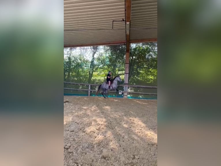 Lusitano Klacz 6 lat 155 cm in Bergisch Gladbach