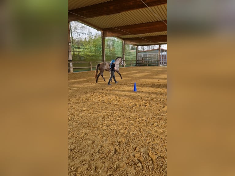 Lusitano Klacz 6 lat 155 cm in Bergisch Gladbach