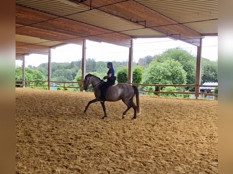 Lusitano Klacz 6 lat 155 cm in Bergisch Gladbach