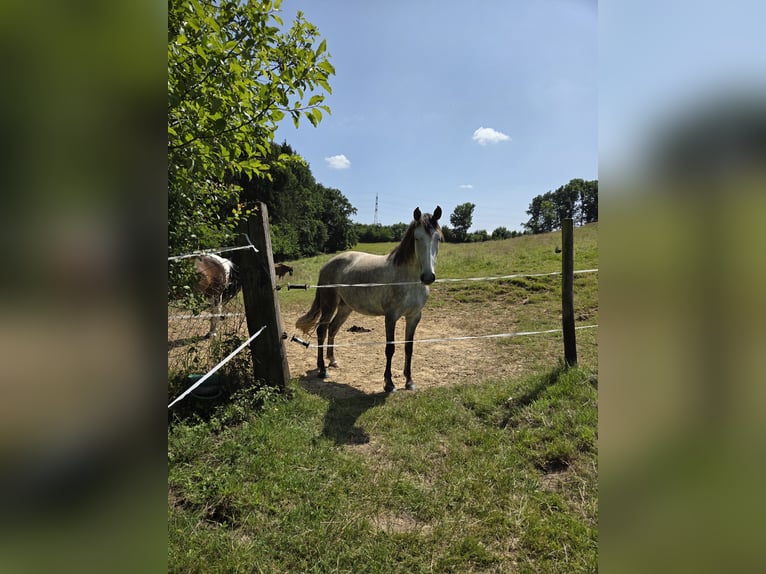 Lusitano Klacz 6 lat 155 cm in Bergisch Gladbach