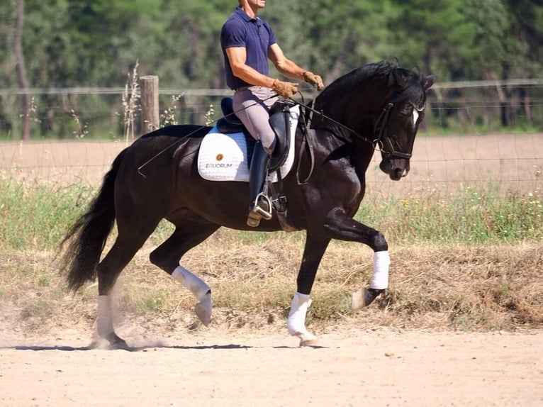 Lusitano Klacz 6 lat 157 cm Kara in Navas Del Madroño