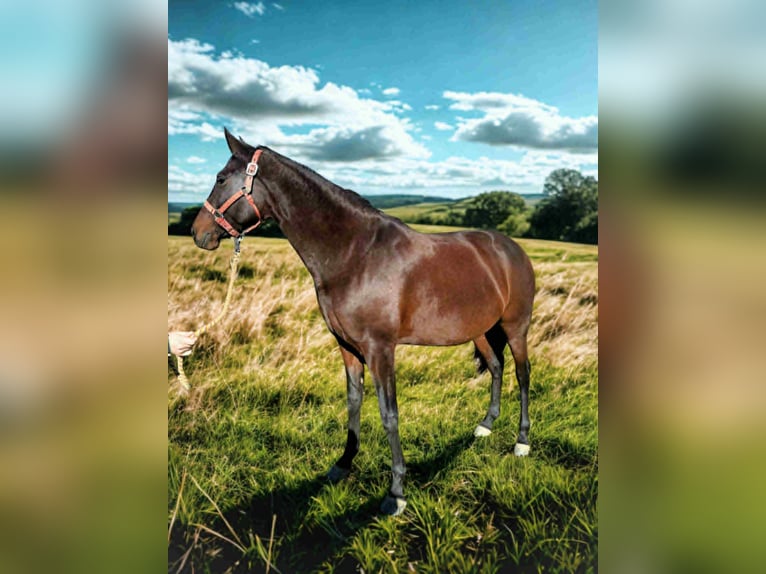 Lusitano Klacz 6 lat 160 cm Ciemnogniada in Plats