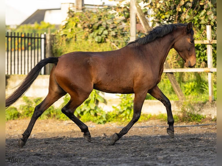 Lusitano Klacz 6 lat 160 cm Gniada in Nogueira da Regedoura
