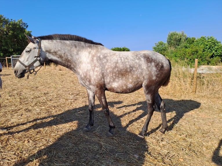 Lusitano Klacz 6 lat 160 cm Może być siwy in pera