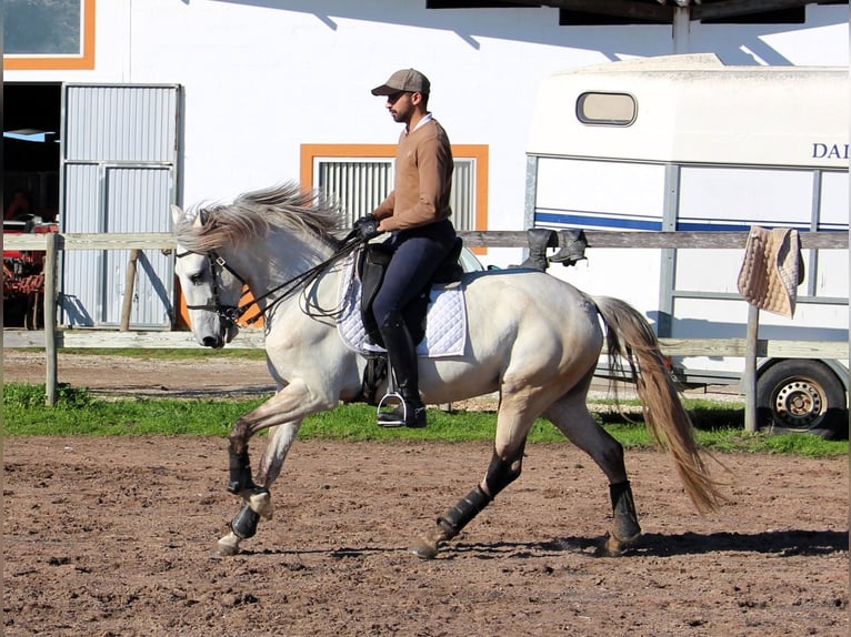Lusitano Klacz 6 lat 162 cm in Silves