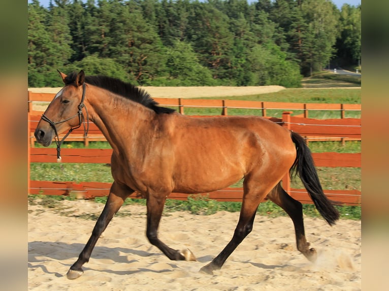 Lusitano Klacz 6 lat 165 cm Gniada in Gößweinstein