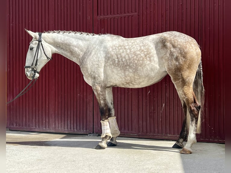 Lusitano Klacz 6 lat 165 cm Siwa in Espirdoegovia