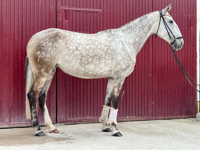 Lusitano Klacz 6 lat 165 cm Siwa in Espirdoegovia