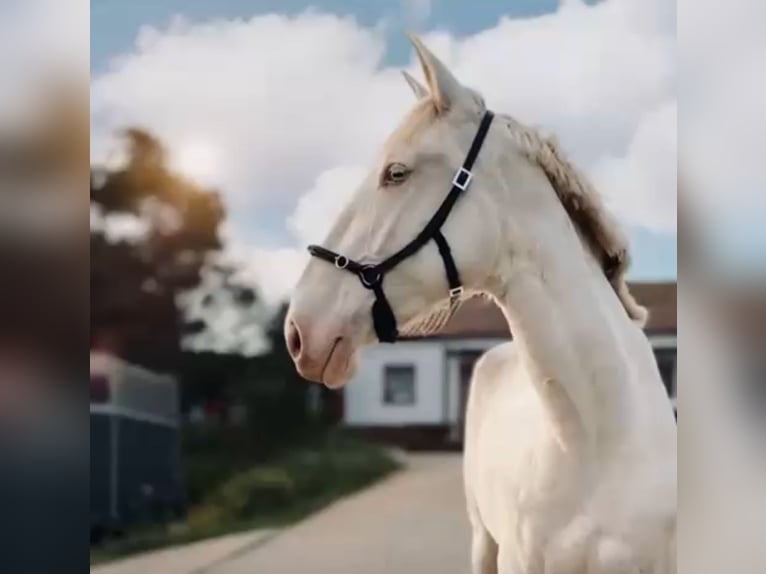 Lusitano Klacz 6 lat 168 cm Cremello in RIO MAIOR