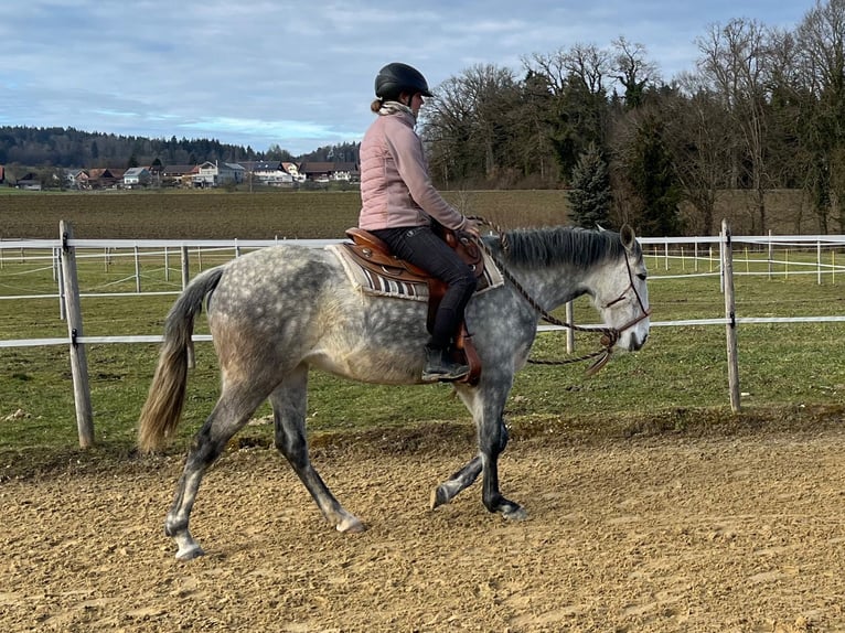 Lusitano Klacz 6 lat Siwa jabłkowita in Amlikon-Bissegg