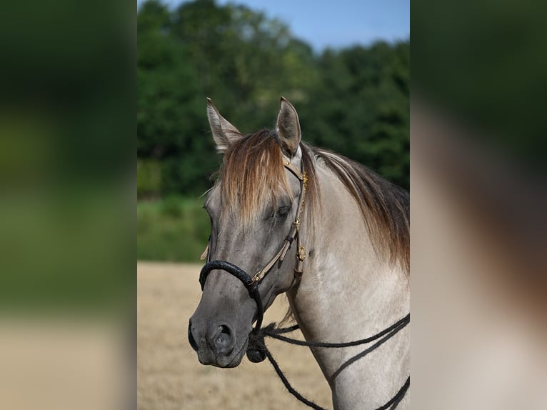 Lusitano Mix Klacz 7 lat 150 cm Bułana in Groß Grönau