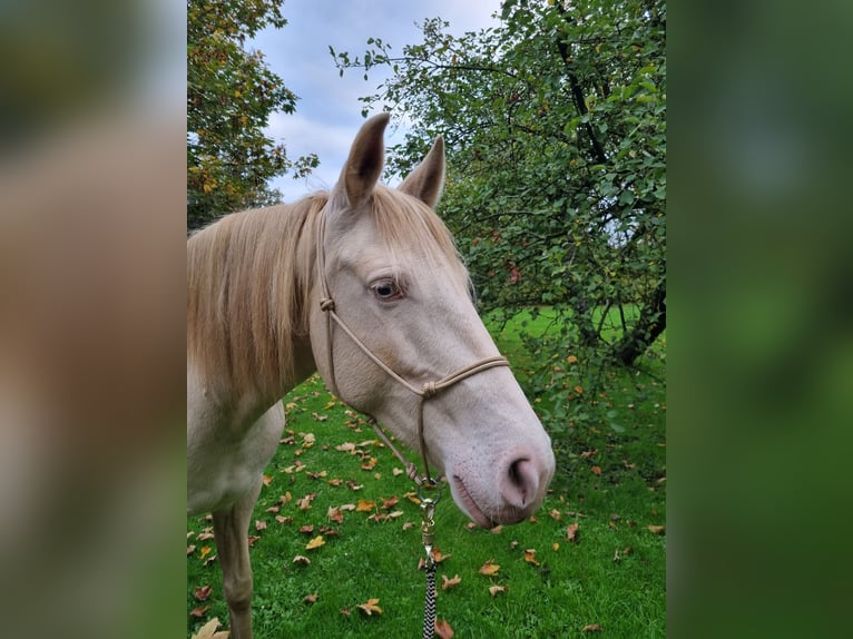 Lusitano Klacz 7 lat 150 cm Perlino in Zenderen