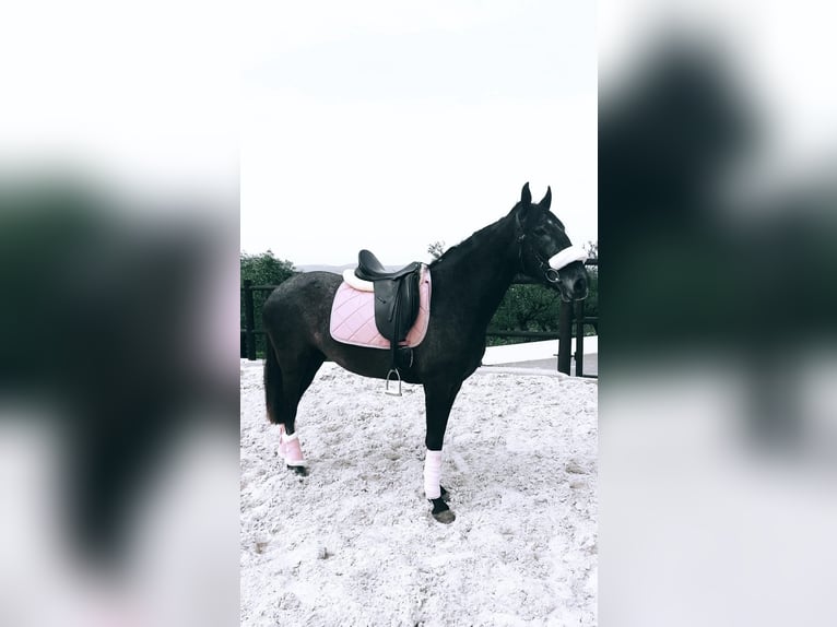 Lusitano Klacz 7 lat 157 cm Siwa in Torres novas