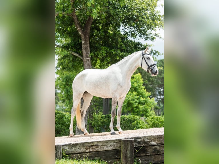 Lusitano Klacz 7 lat 157 cm Siwa in Québec