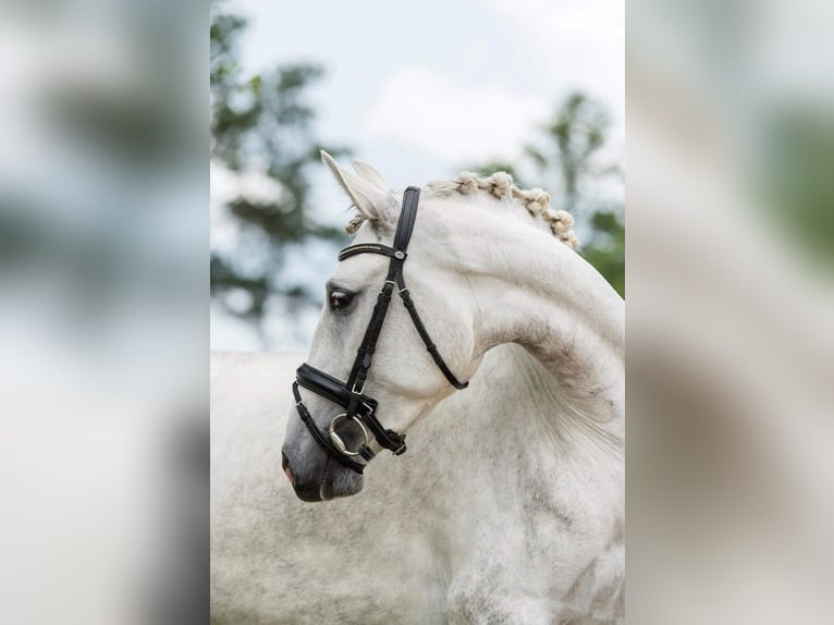 Lusitano Klacz 7 lat 157 cm Siwa in Québec