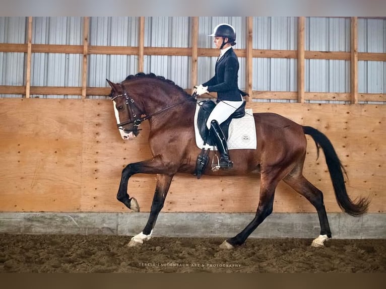 Lusitano Klacz 7 lat 157 cm Siwa in Québec