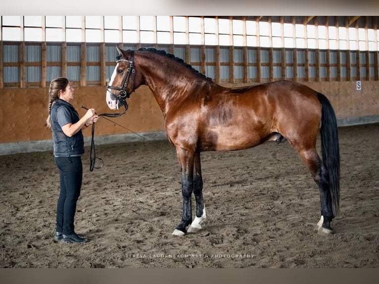 Lusitano Klacz 7 lat 157 cm Siwa in Québec