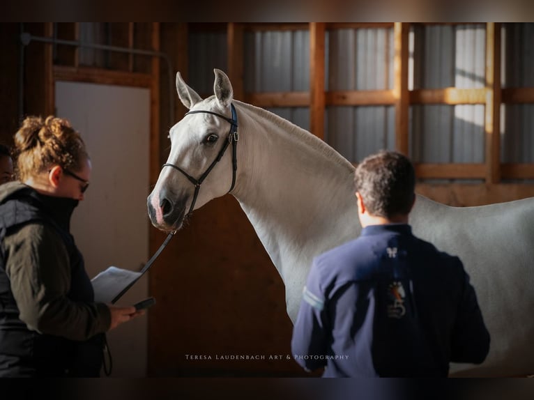 Lusitano Klacz 7 lat 157 cm Siwa in Québec