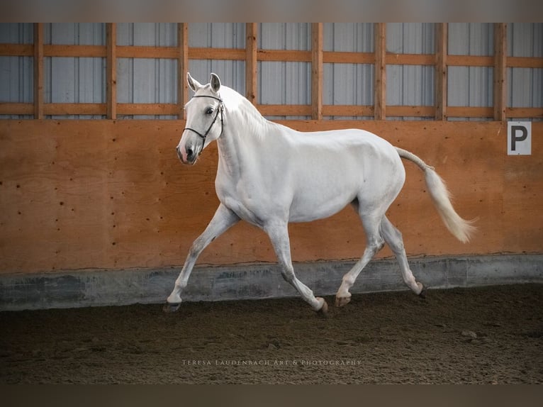 Lusitano Klacz 7 lat 157 cm Siwa in Québec